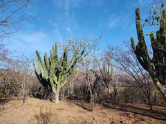 Pachycereus pecten-aboriginum