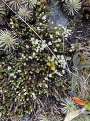 Kelleria dieffenbachii