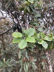 Ilex pedunculosa