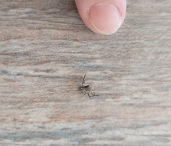 Misumenoides athleticus