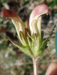 Pedicularis capitata