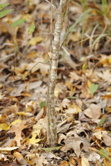 Ditrysinia fruticosa