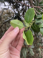 Ilex pedunculosa