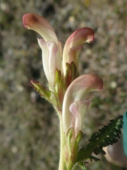 Pedicularis capitata