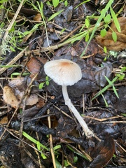 Lepiota cristata
