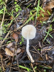 Lepiota cristata