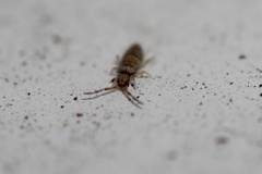 Collembola