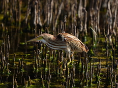 Ixobrychus sinensis