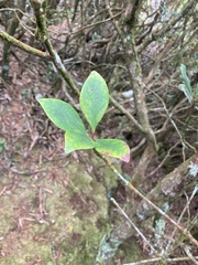 Ternstroemia gymnanthera