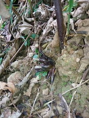 Zingiber kawagoii