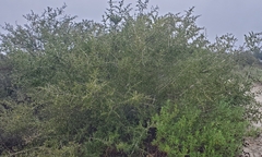 Ceanothus leucodermis