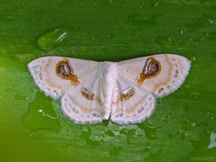 Problepsis delphiaria