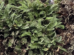 Pleopeltis michauxiana