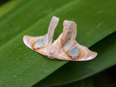 Macrauzata melanapex