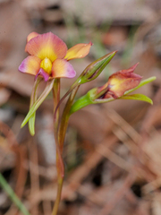 Diuris longifolia
