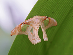 Macrauzata melanapex