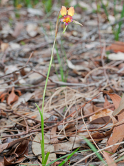 Diuris longifolia