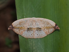 Callidrepana albiceris