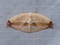 Callidrepana albiceris