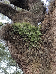 Pleopeltis michauxiana