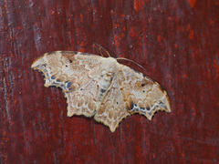 Strepsigonia affinis