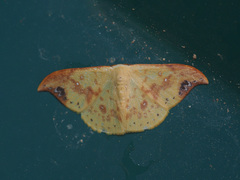 Tridrepana microcrocea