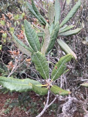 Rhododendron formosanum