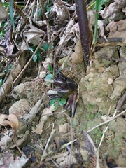 Zingiber kawagoii