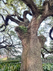 Pleopeltis michauxiana