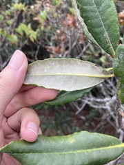 Rhododendron formosanum
