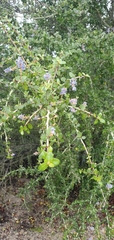 Ceanothus leucodermis