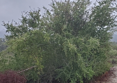 Ceanothus leucodermis