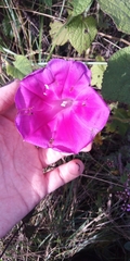 Ipomoea orizabensis orizabensis