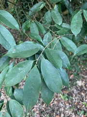 Prunus phaeosticta