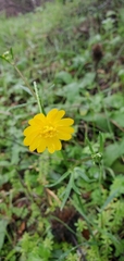 Ranunculus californicus