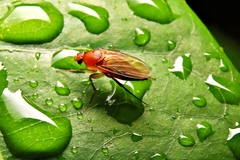 Phorinae