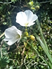 Linum monogynum