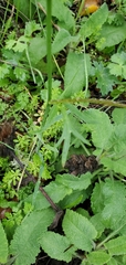 Ranunculus californicus