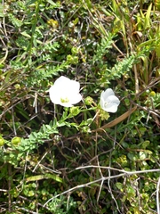 Linum monogynum