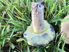 Caloboletus inedulis