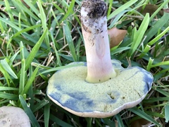 Caloboletus inedulis