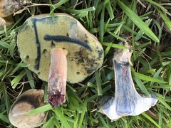 Caloboletus inedulis