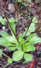 Primula clevelandii