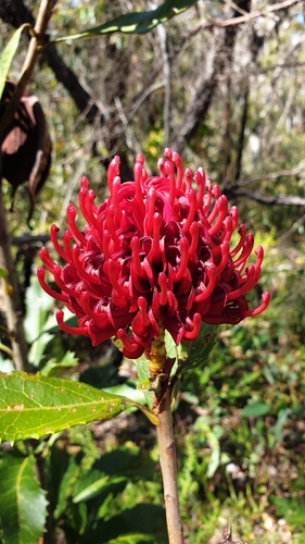 Image of Telopea aspera by (c) Andrew Thornhill, some rights reserved (CC BY)