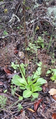 Primula clevelandii