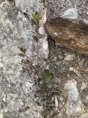 Rhododendron