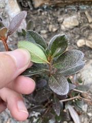 Rhododendron