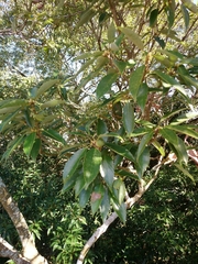 Quercus stenophylloides
