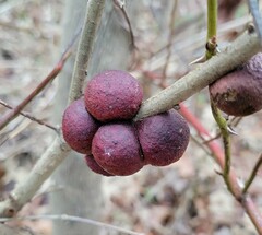 Disholcaspis globosa