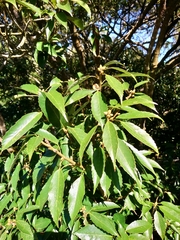 Quercus stenophylloides